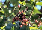 MADRONE BERRIES 